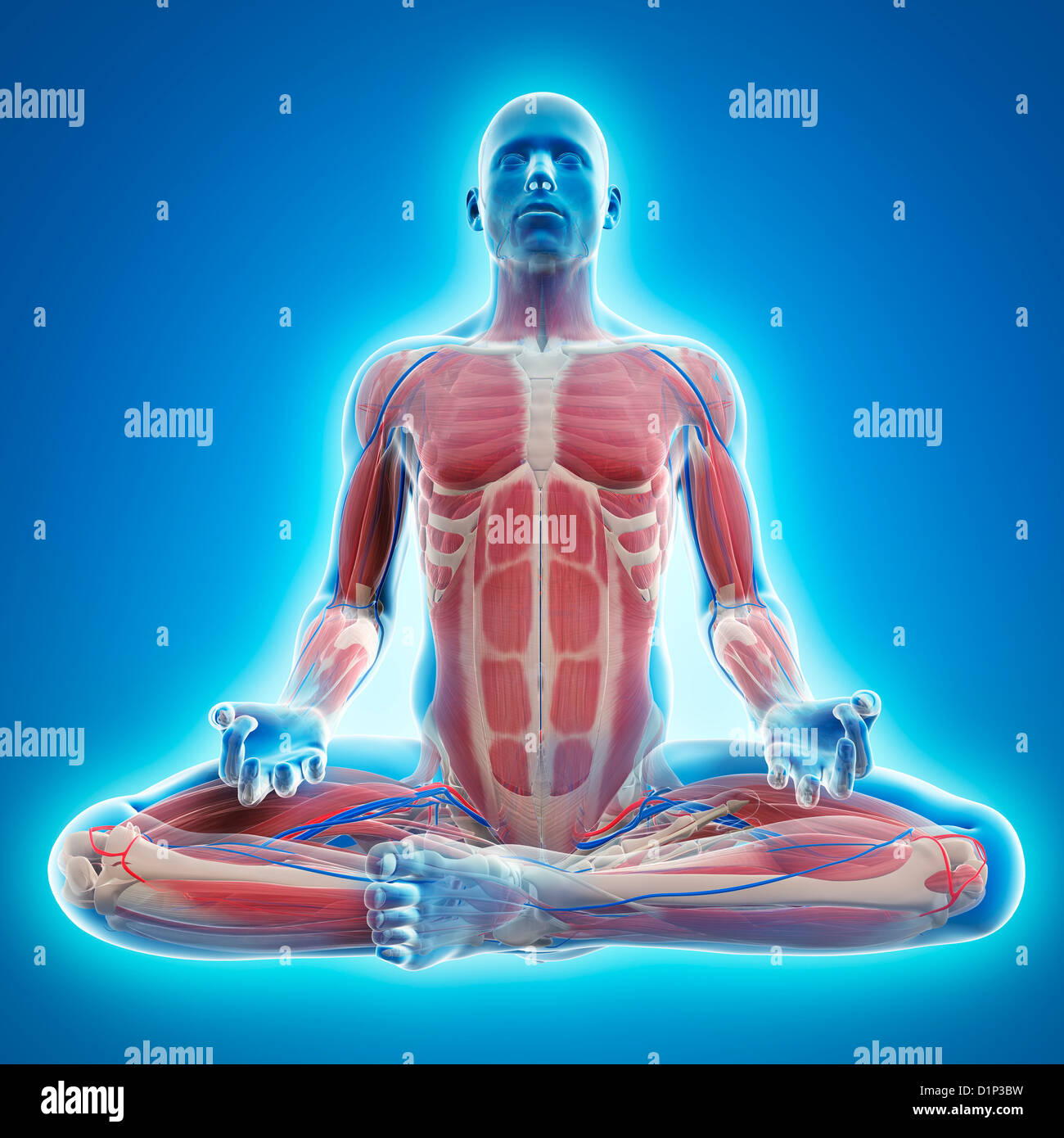 Male musculature, artwork Stock Photo - Alamy