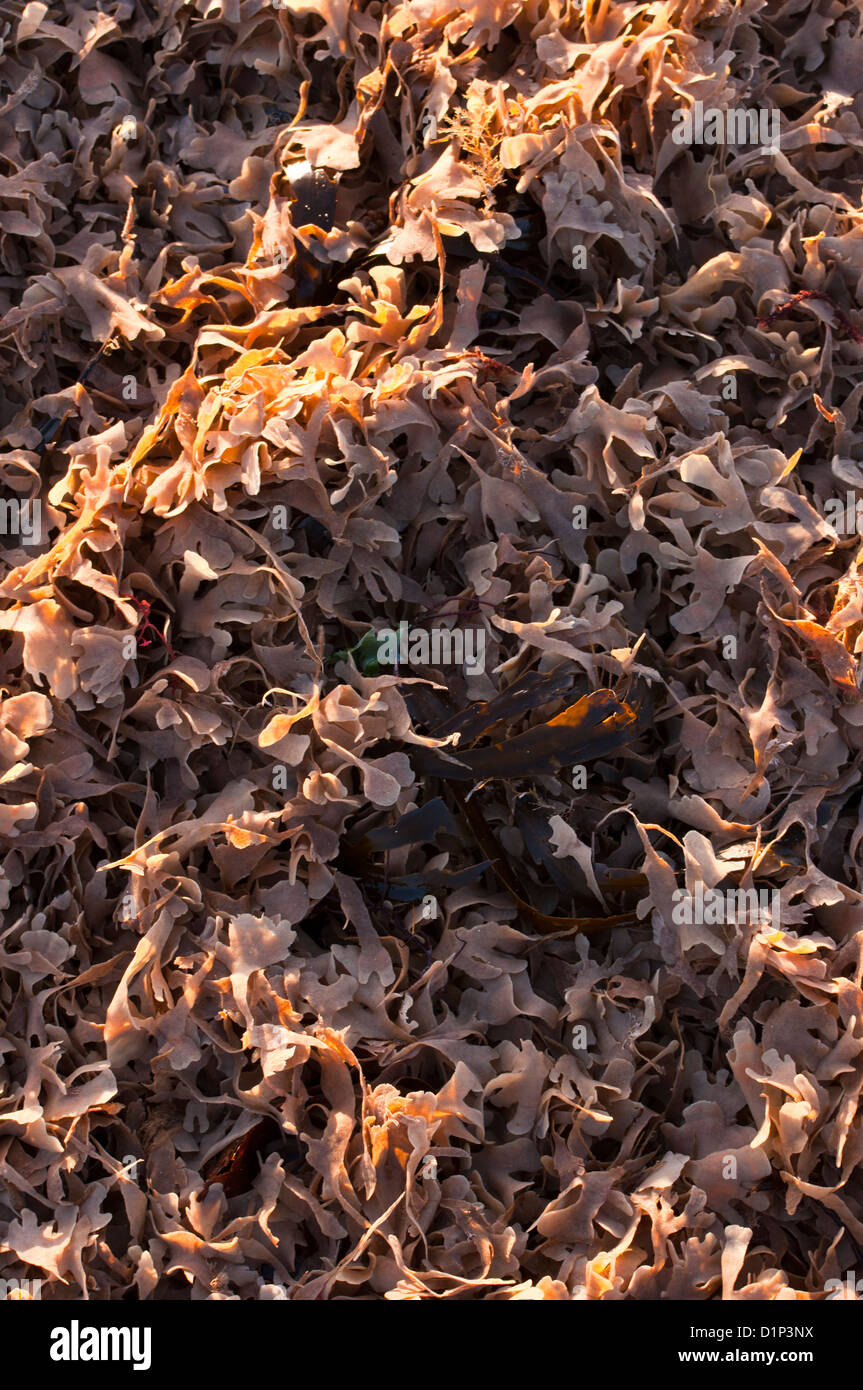 Mat of dried seaweed on beach Stock Photo