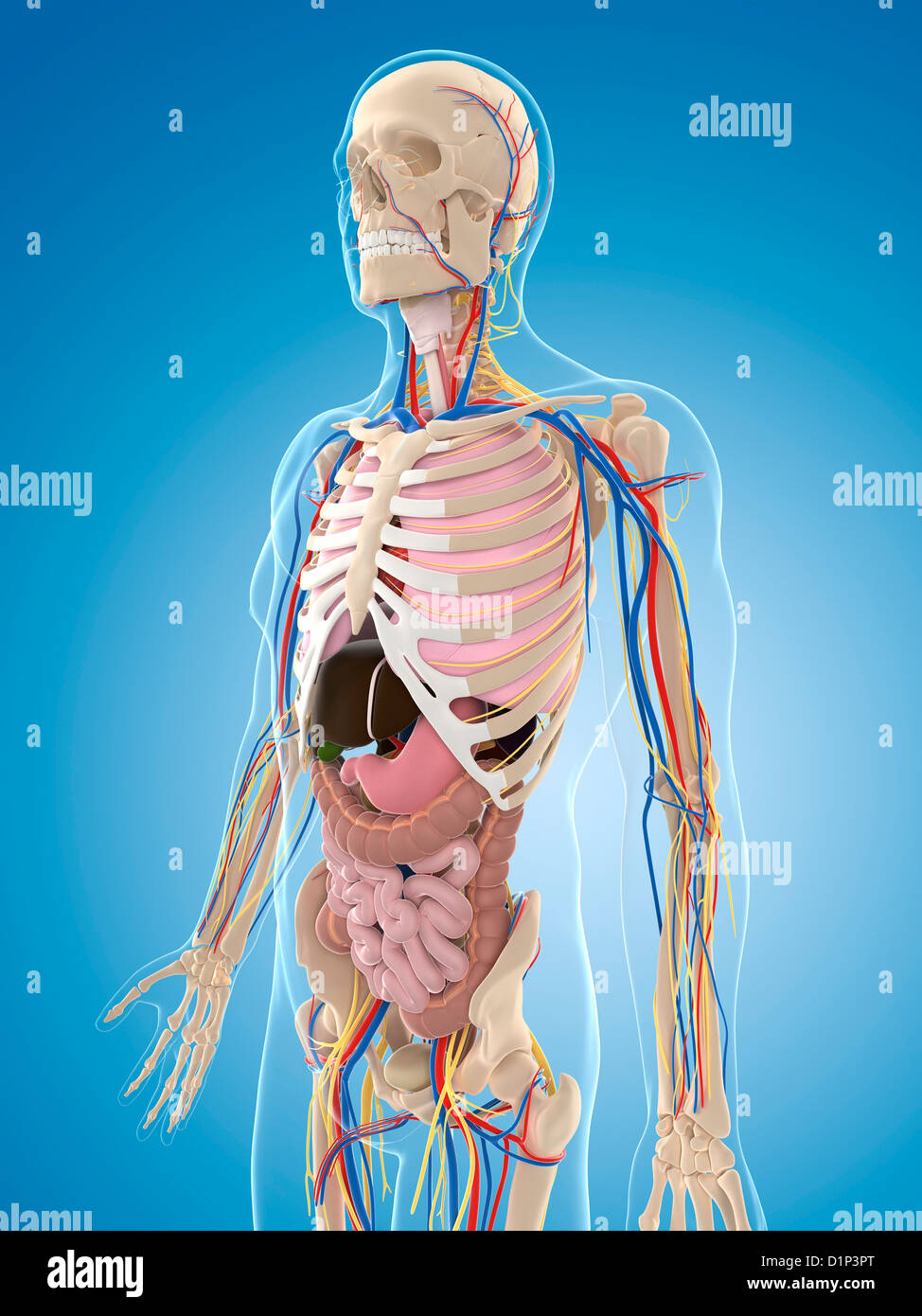 Human male anatomy artwork hi-res stock photography and images - Alamy