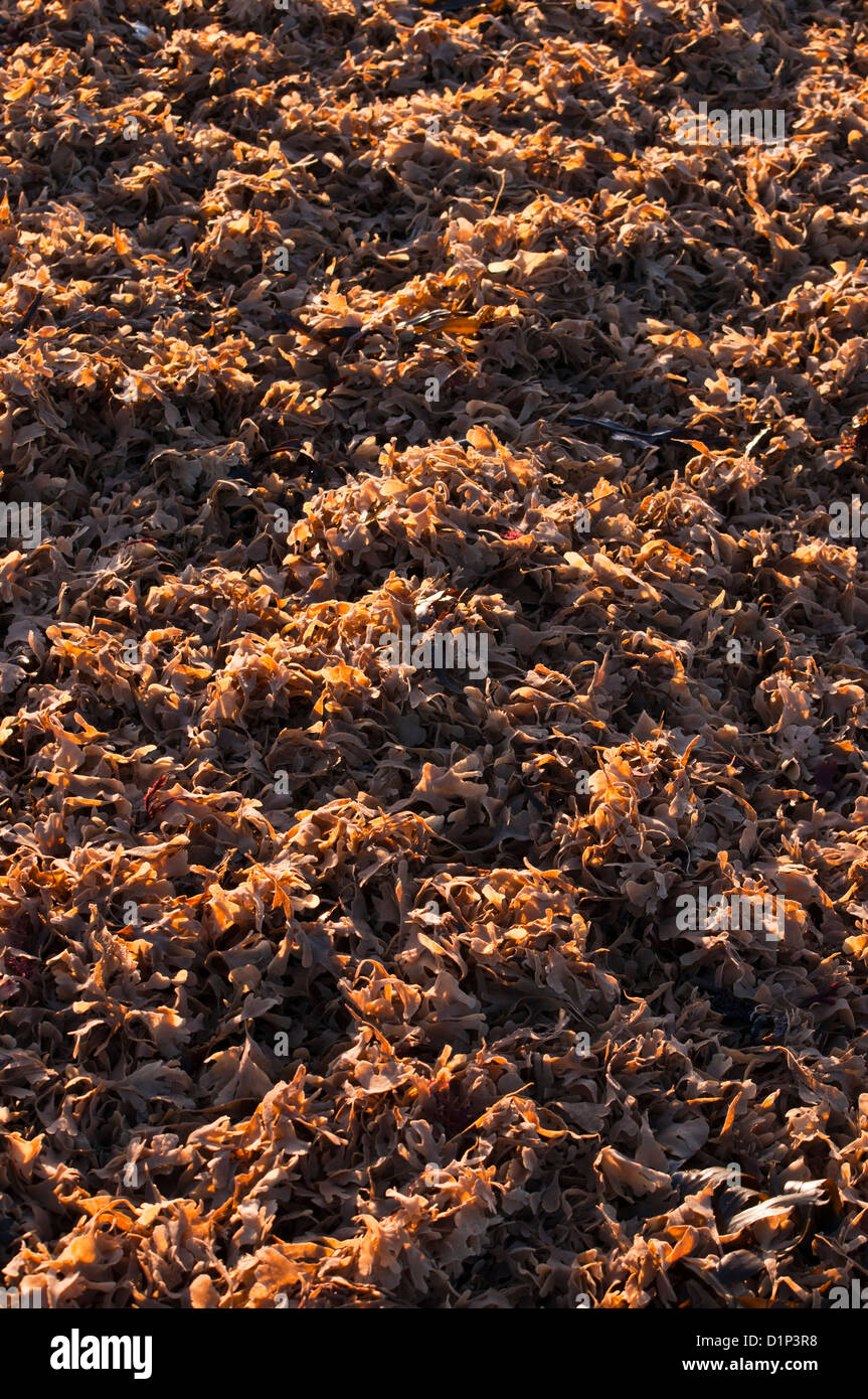 Mat of dried seaweed on beach Stock Photo