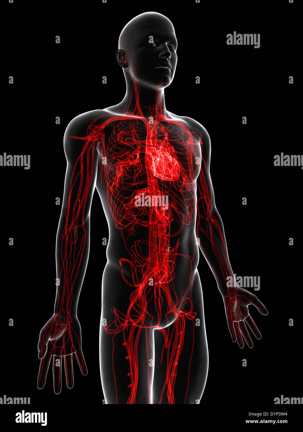 Cardiovascular System Stock Photos & Cardiovascular System Stock Images