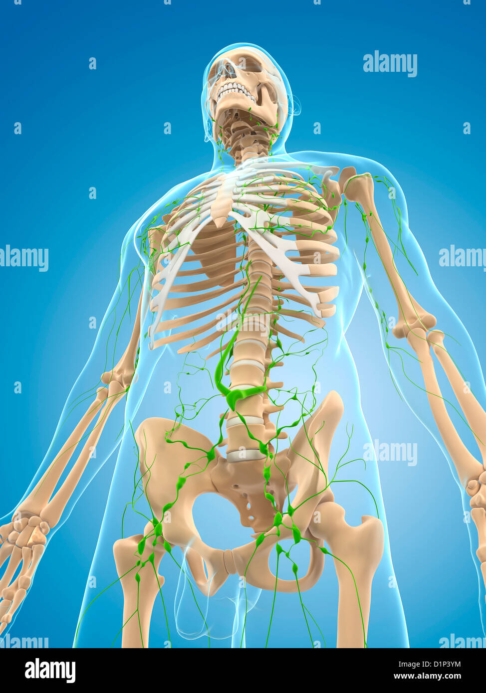 Lymphatic system, artwork Stock Photo - Alamy