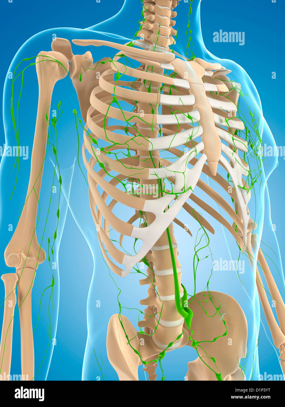 Lymphatic system, artwork Stock Photo - Alamy