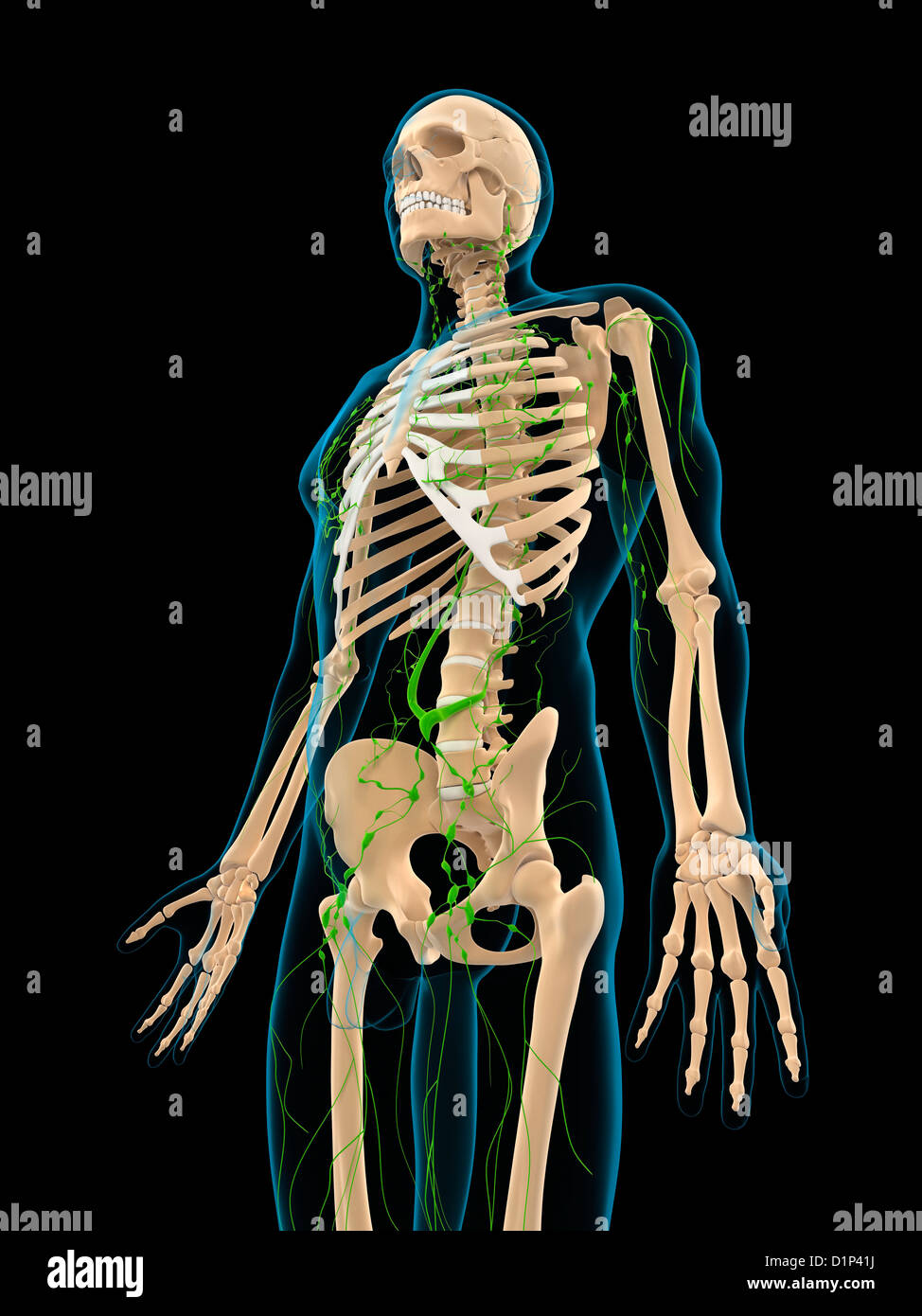 Human lymphatic system hi-res stock photography and images - Alamy