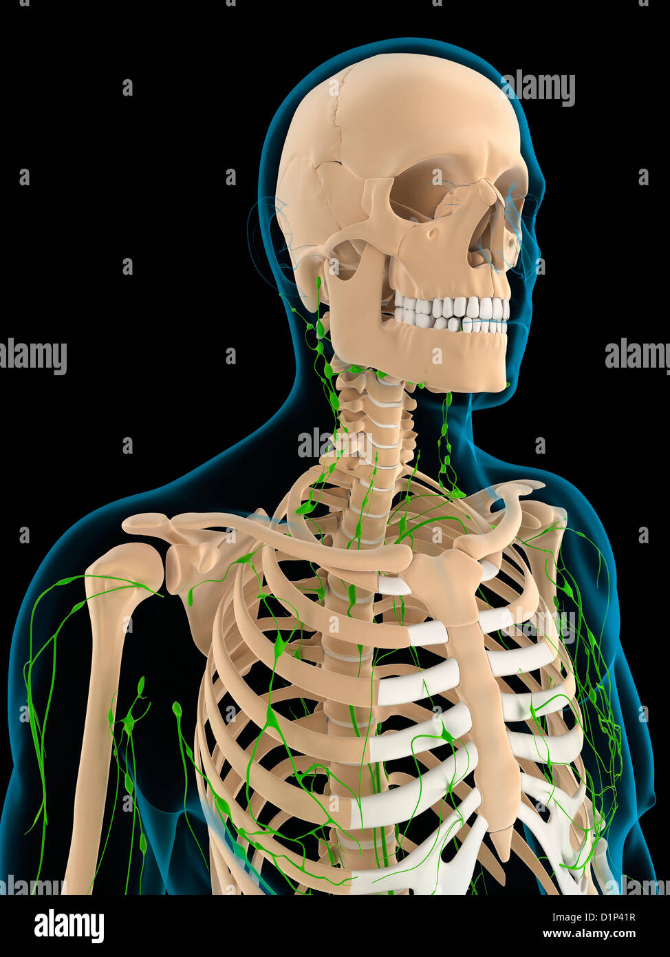 Human lymphatic system hi-res stock photography and images - Alamy