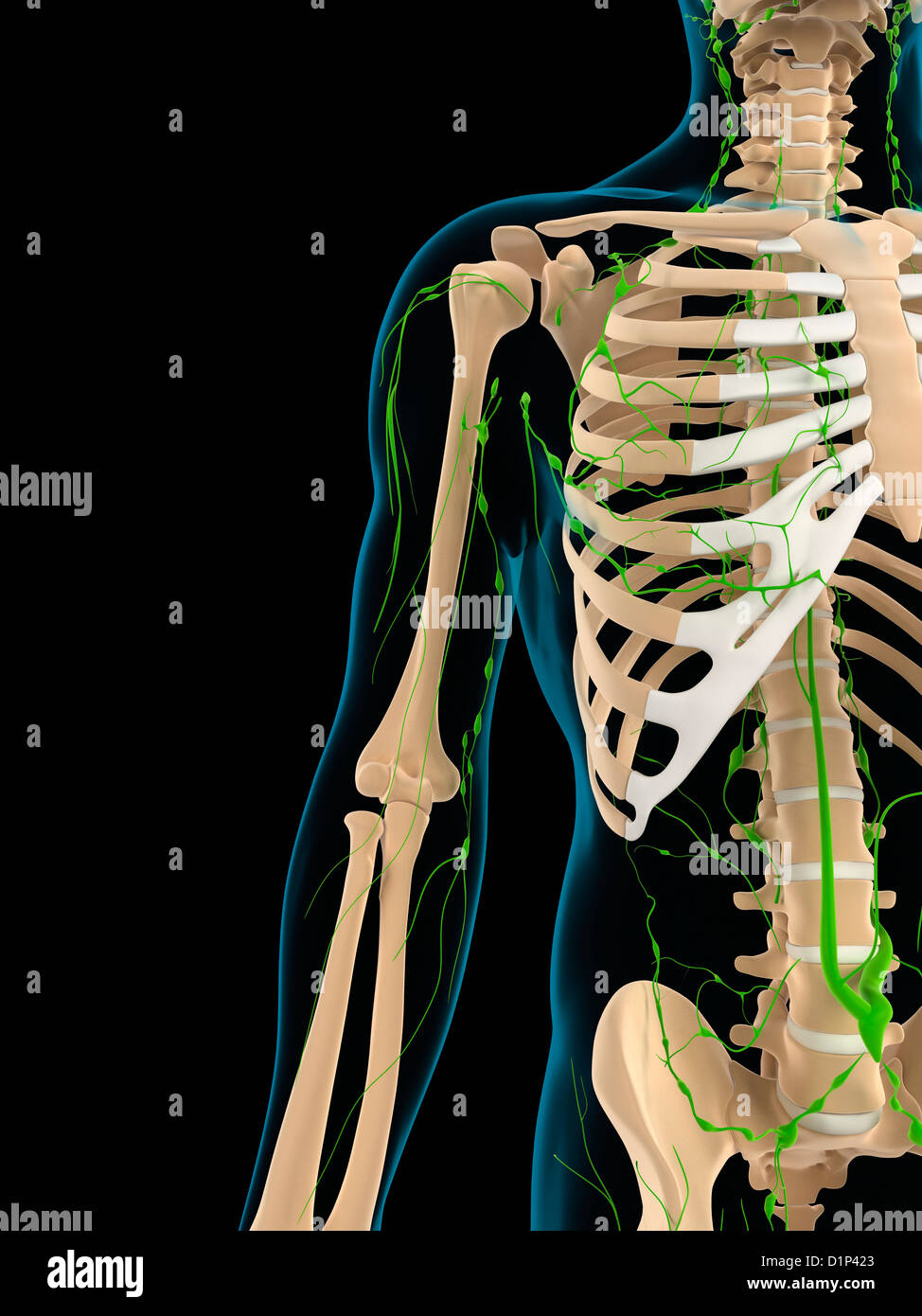 Lymphatic System, Artwork Stock Photo - Alamy