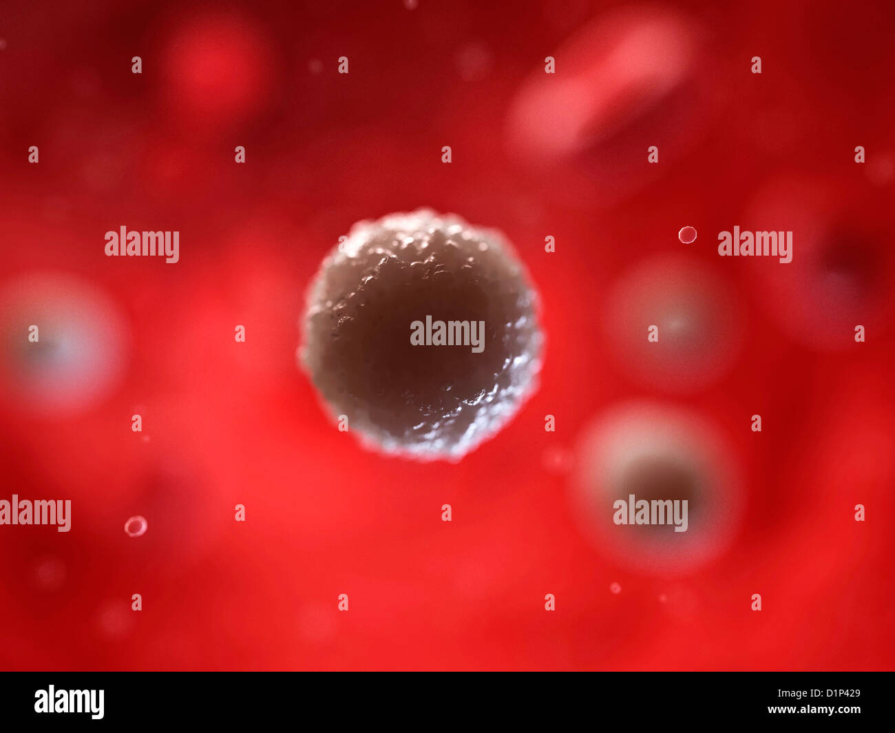 White blood cell, artwork Stock Photo