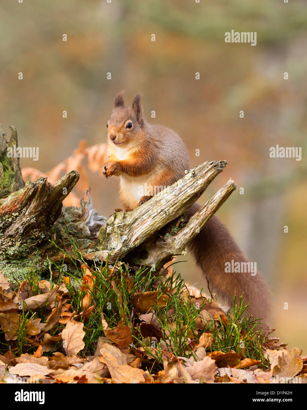 Red Squirrel Sciurus vulgaris, on a tree stump in the Glen More forest, Scotland. Stock Photo