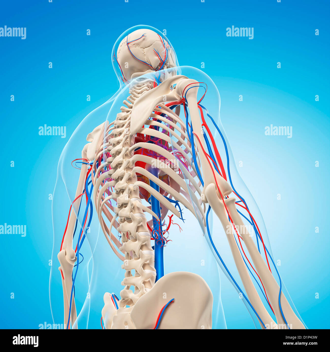 Vascular system, artwork Stock Photo Alamy