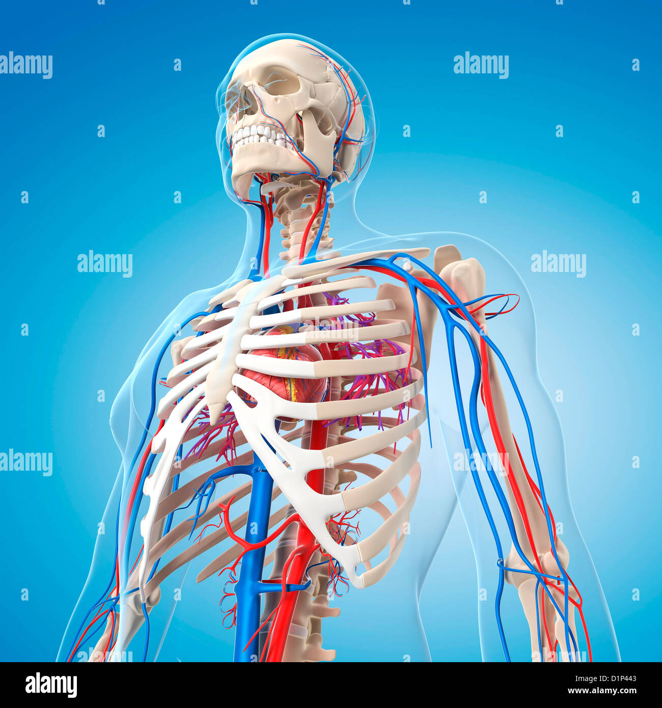 Vascular system, artwork Stock Photo Alamy