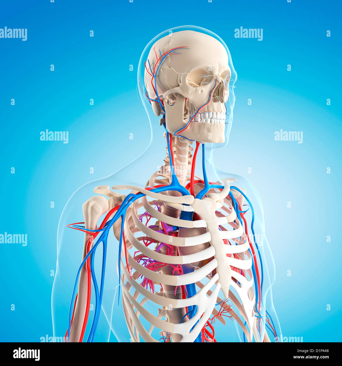 Vascular Structure High Resolution Stock Photography and Images Alamy