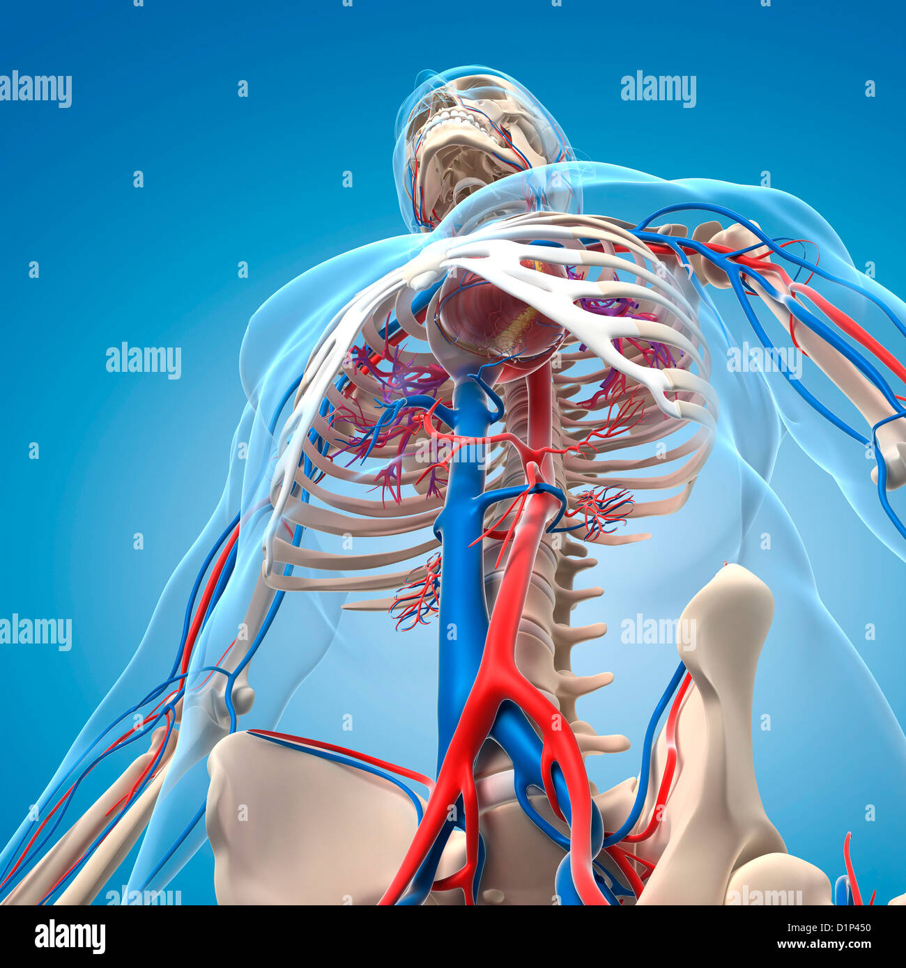 Vascular System, Artwork Stock Photo - Alamy