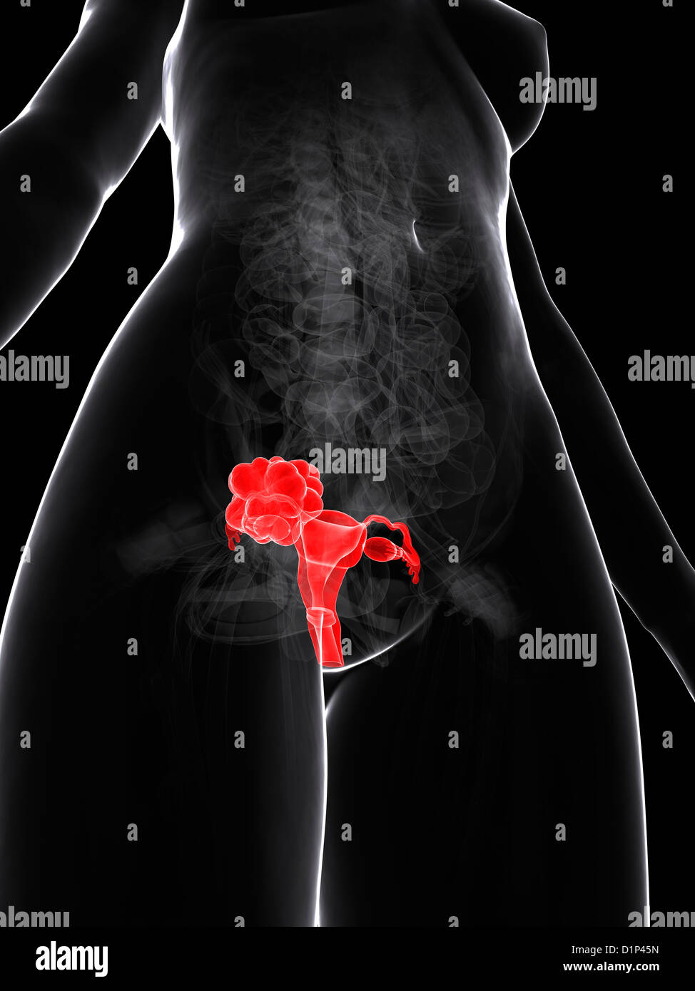 Female Reproductive System Artwork Stock Photo Alamy