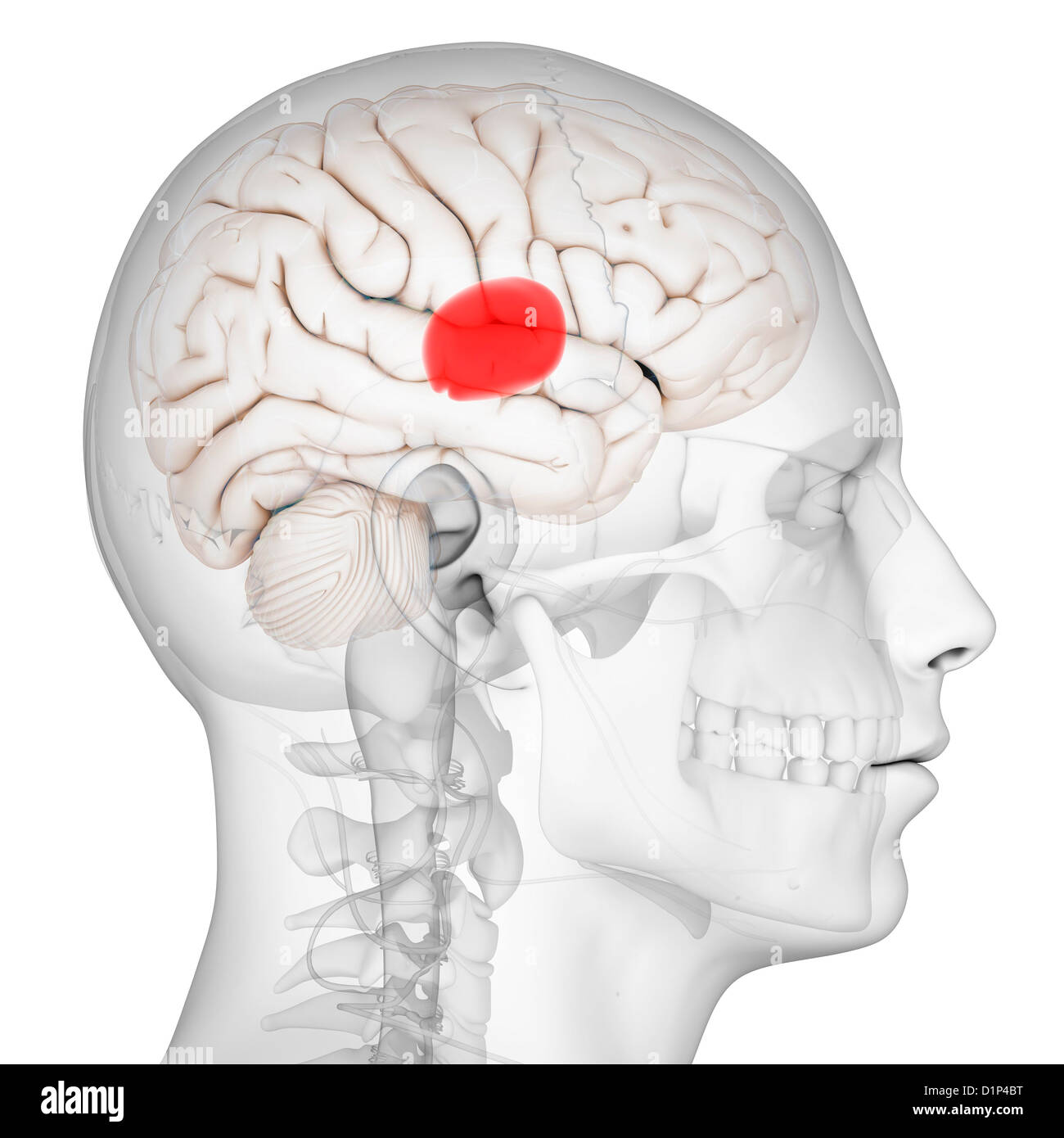 Thalamus Of The Brain High Resolution Stock Photography and Images - Alamy