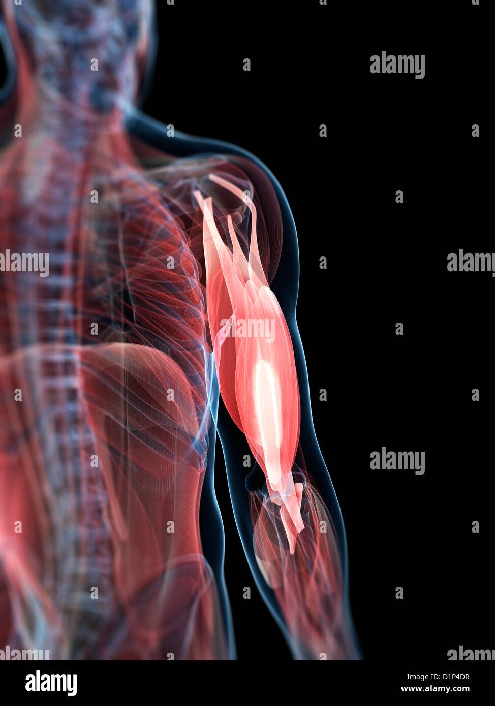 Human upper arm muscles hires stock photography and images Alamy