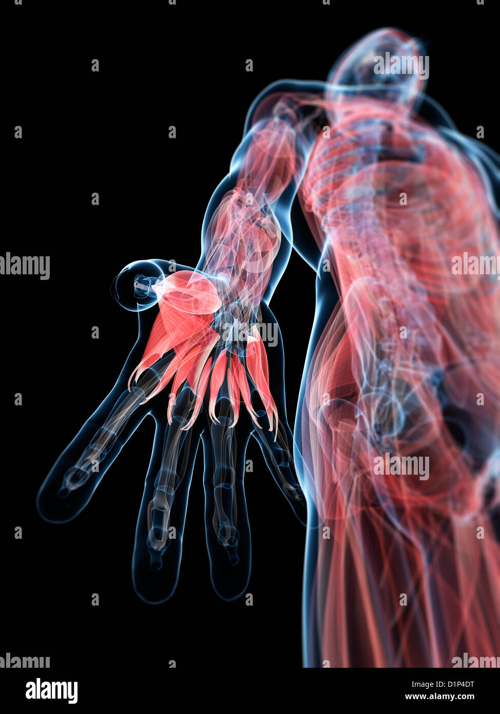 res stock photography and images Biology Diagrams