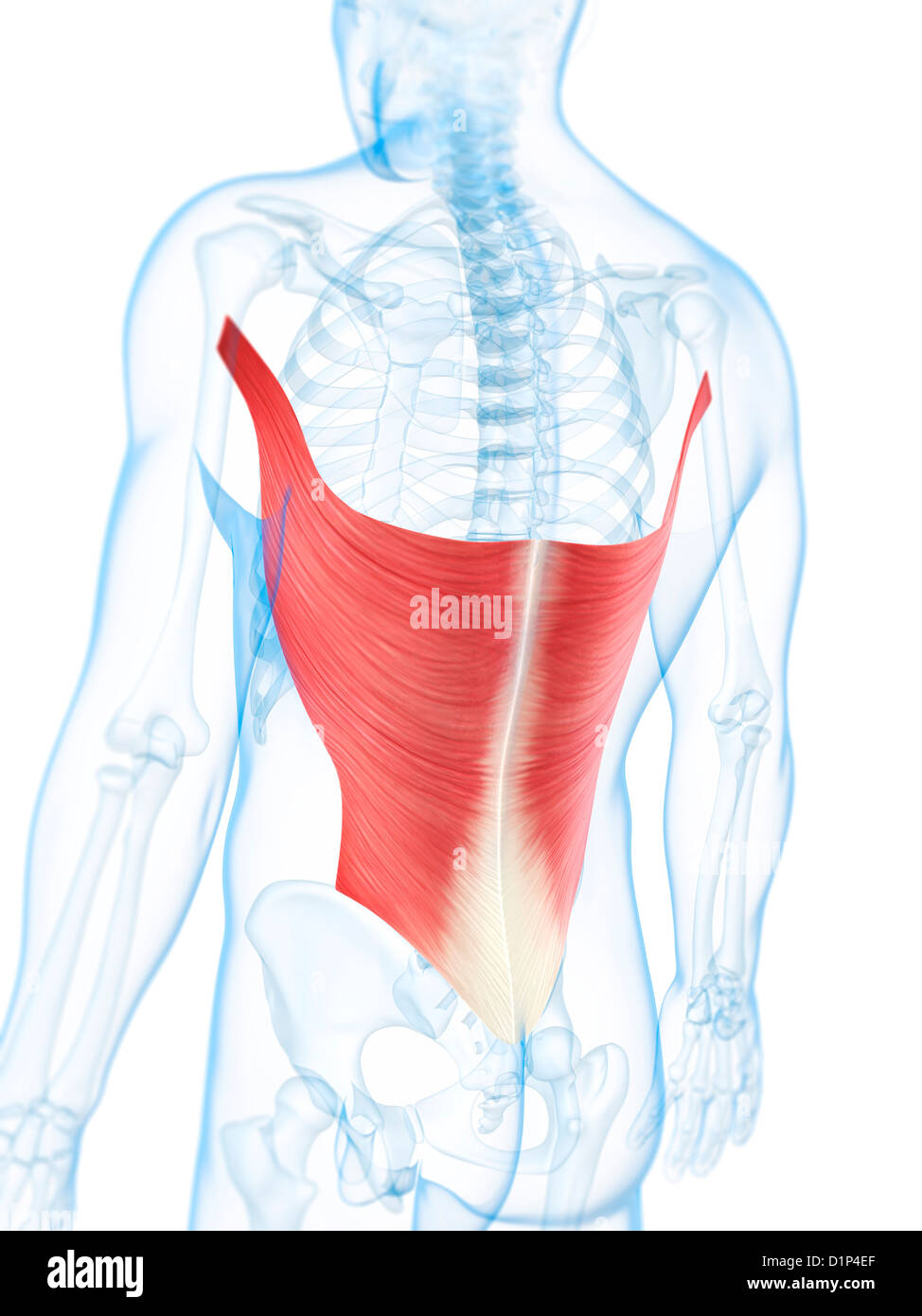 Human Body Muscles Anatomy High Resolution Stock Photography and Images