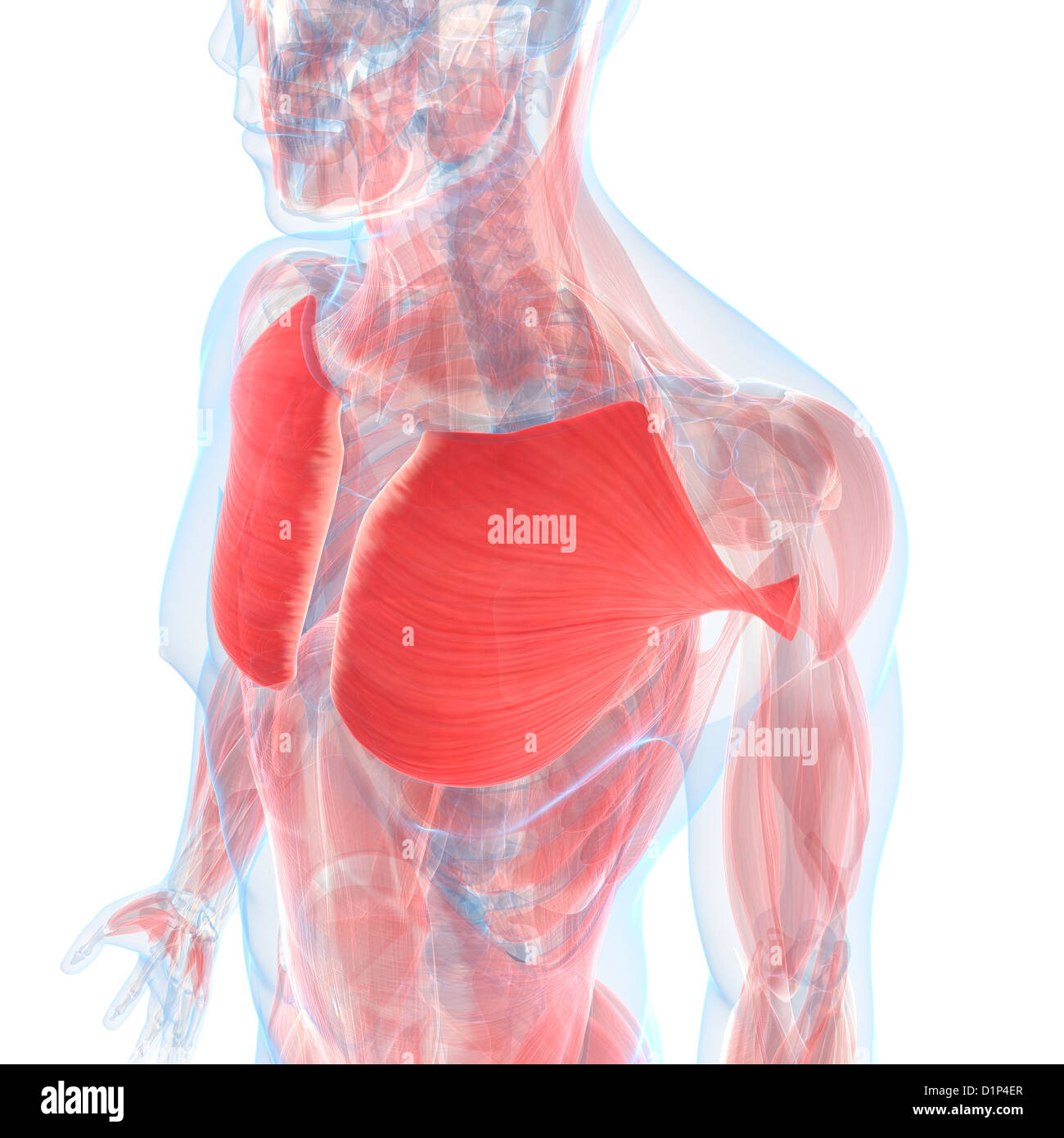 Chest muscles, artwork Stock Photo