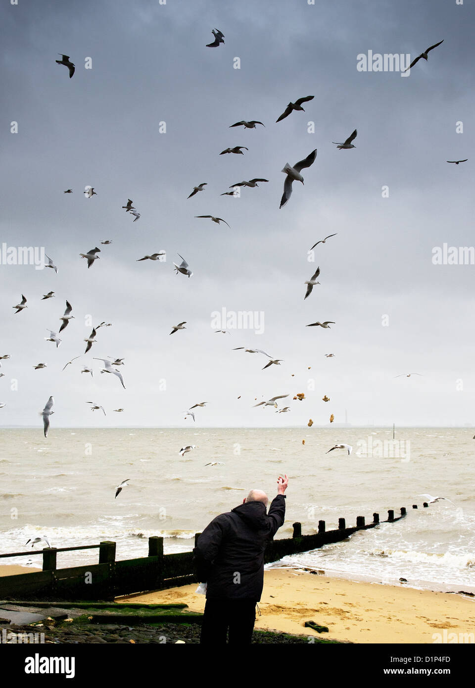 A man feeding bread to seagulls Stock Photo