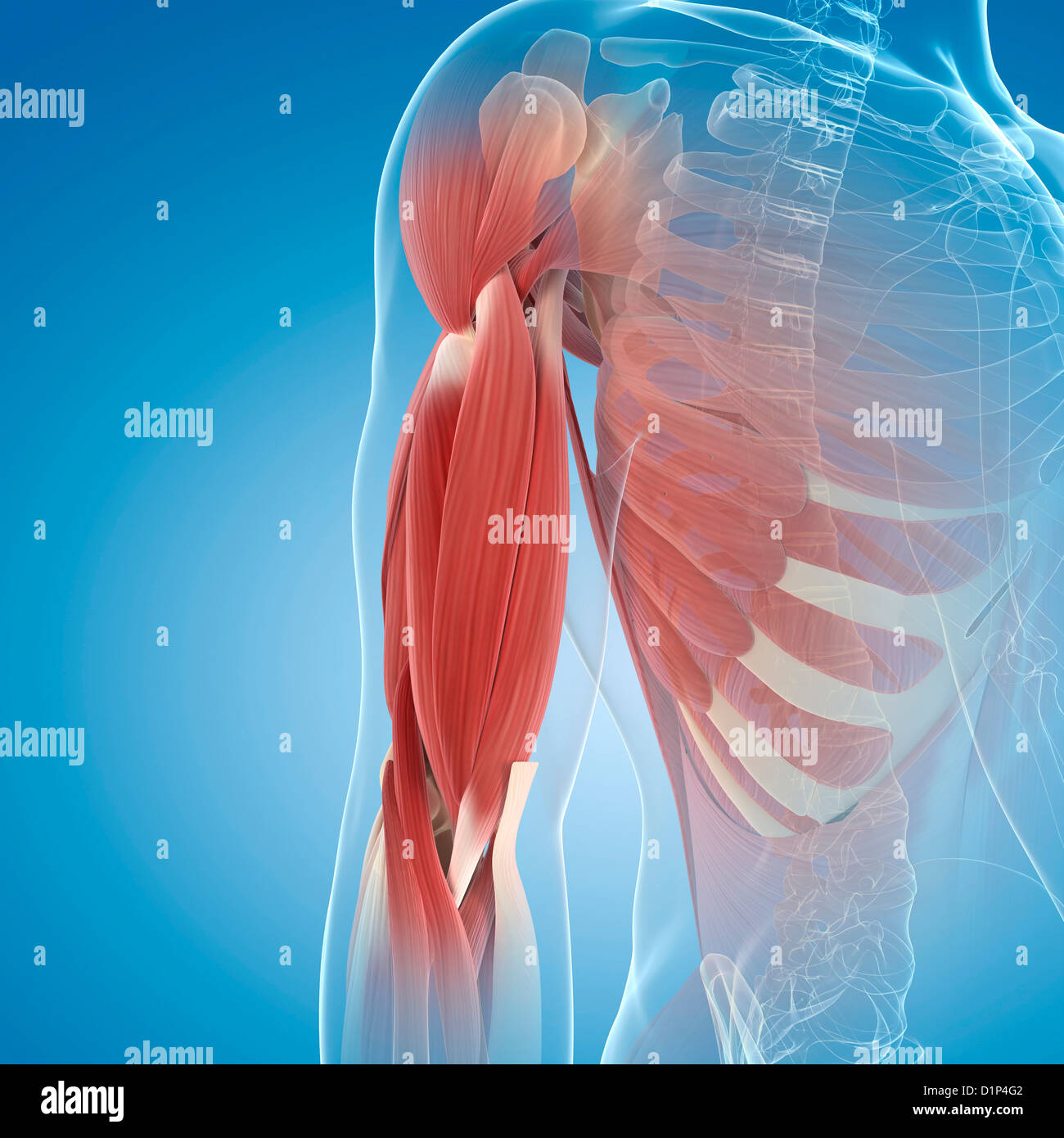 Human upper arm muscles hires stock photography and images Alamy