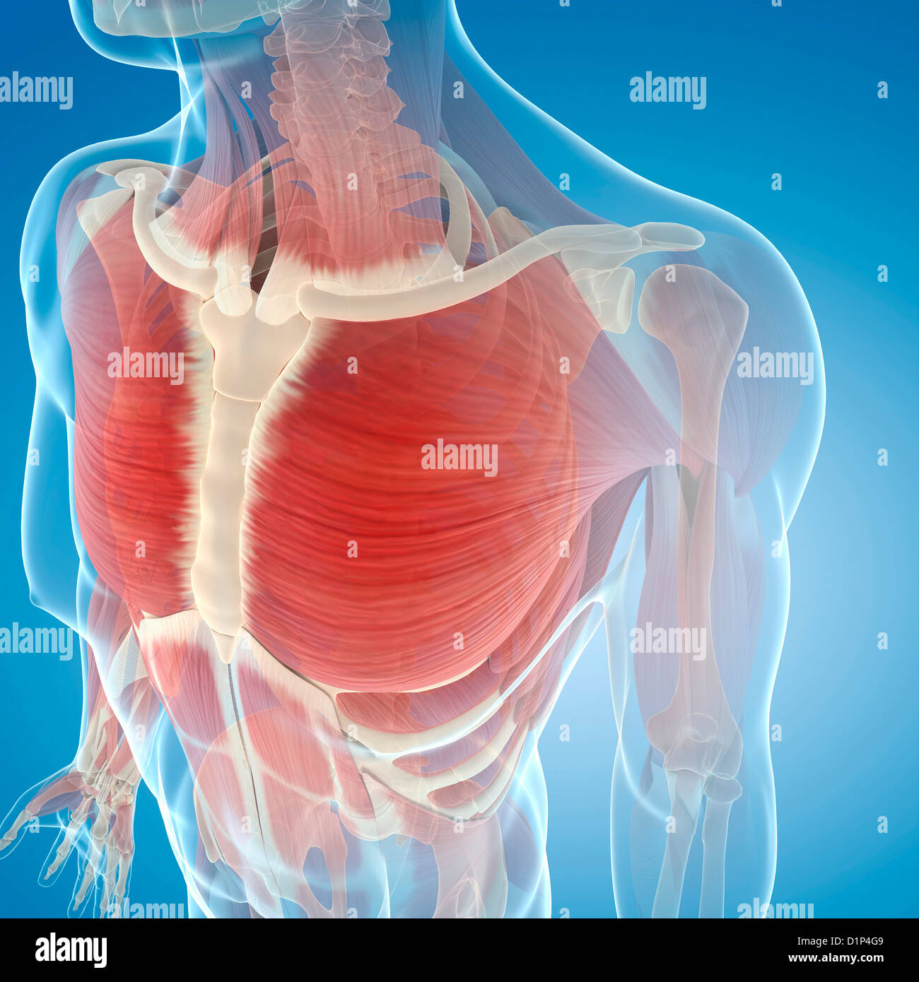 Human Chest Muscles Illustration High Resolution Stock Photography and Images Alamy
