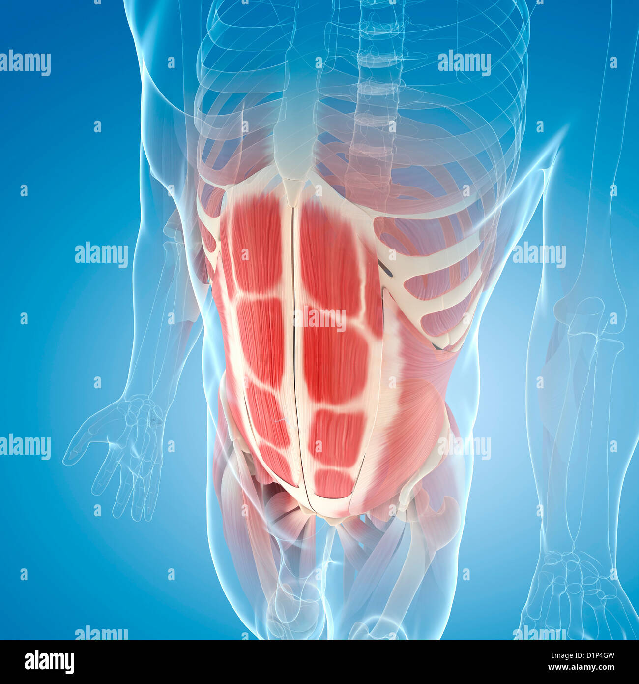 Abdominal Muscle High Resolution Stock Photography and Images Alamy