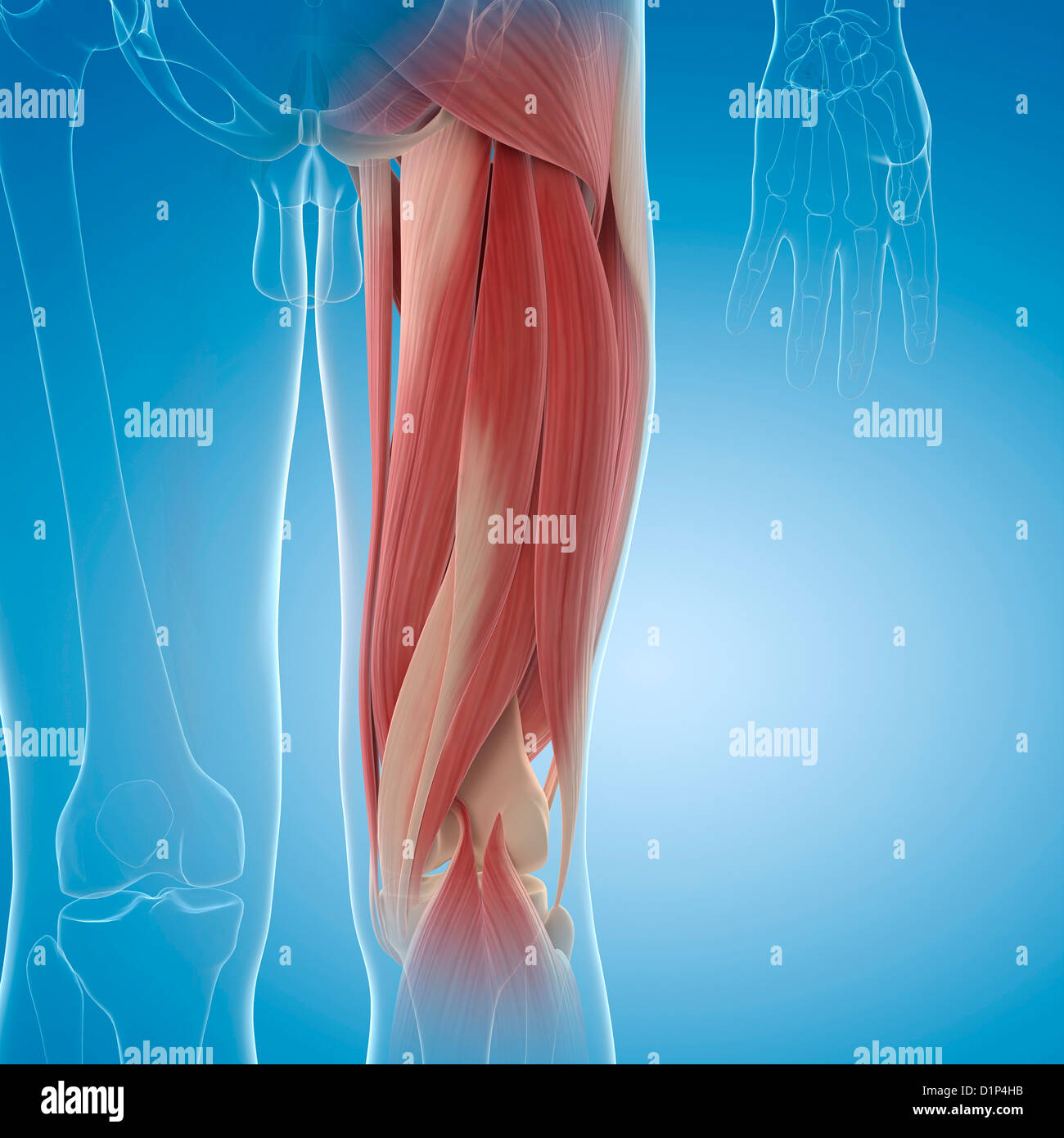 Upper leg muscles, artwork Stock Photo