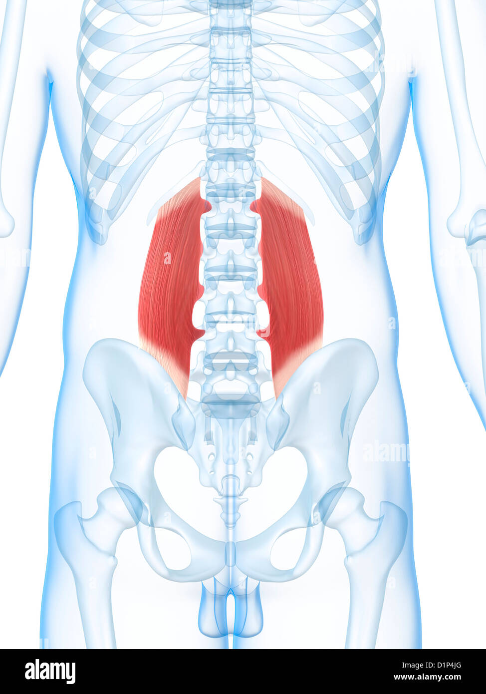 Lower Back Muscles High Resolution Stock Photography and Images - Alamy