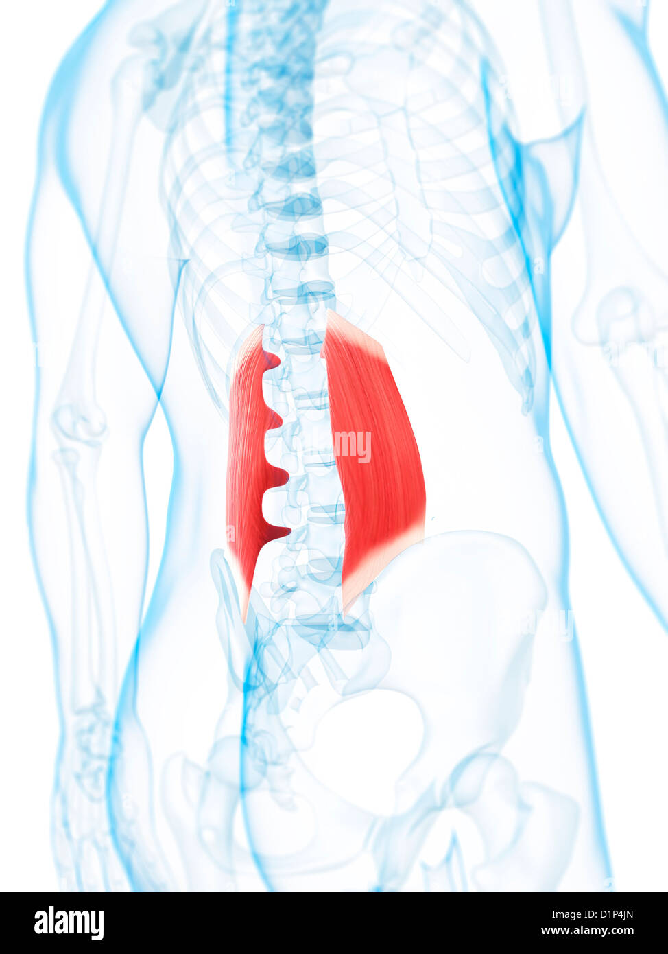 Lower back muscles, artwork Stock Photo