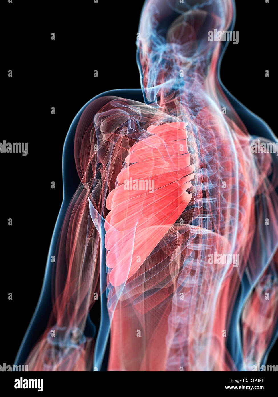 Chest muscle hi-res stock photography and images - Alamy