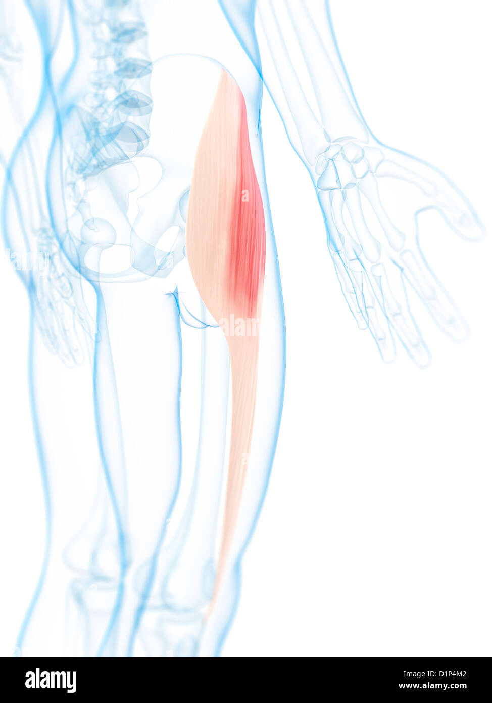 Thigh muscle, artwork Stock Photo