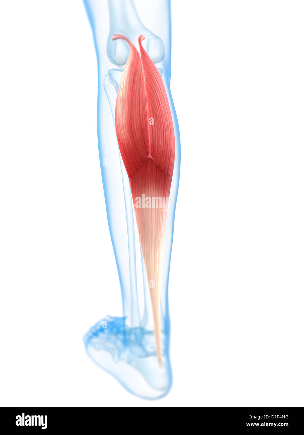 Lower Leg Anatomy High Resolution Stock Photography and Images - Alamy