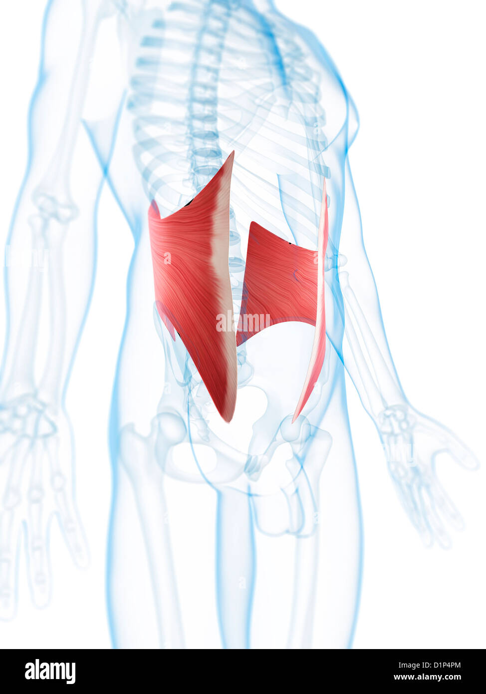 Stomach Muscles High Resolution Stock Photography and Images - Alamy