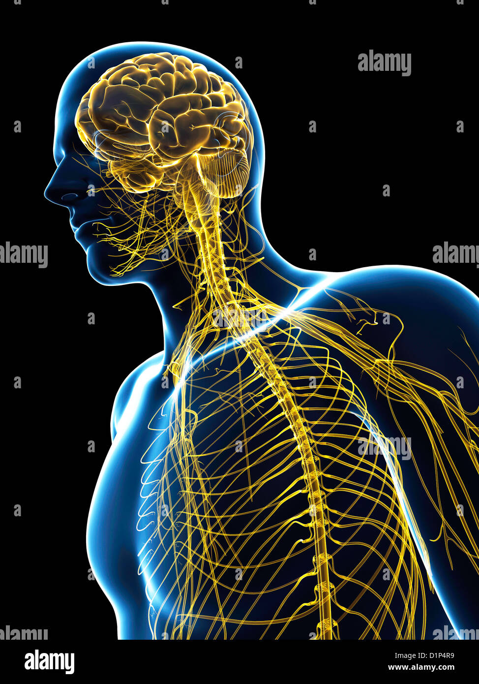 Central nervous system, artwork Stock Photo Alamy