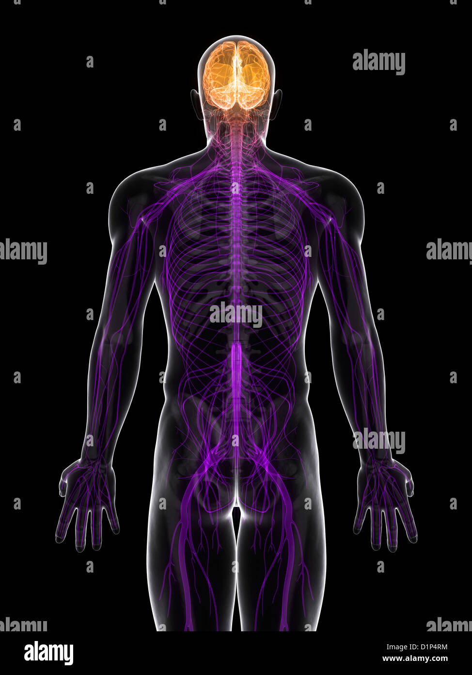 Central Nervous System High Resolution Stock Photography and Images - Alamy