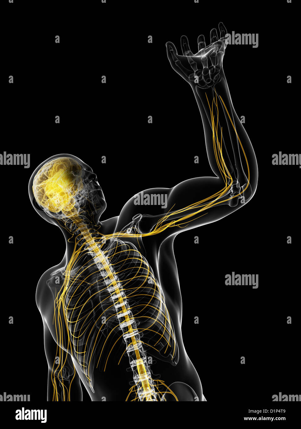 Central nervous system, artwork Stock Photo - Alamy