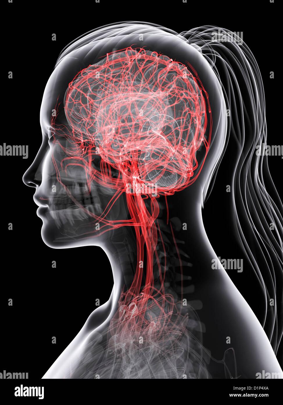 Brain's blood supply, artwork Stock Photo