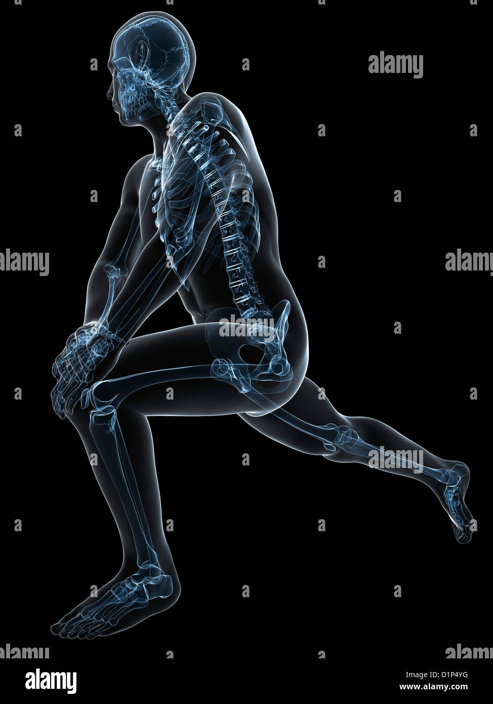 Human Male Anatomy Artwork High Resolution Stock Photography and Images ...