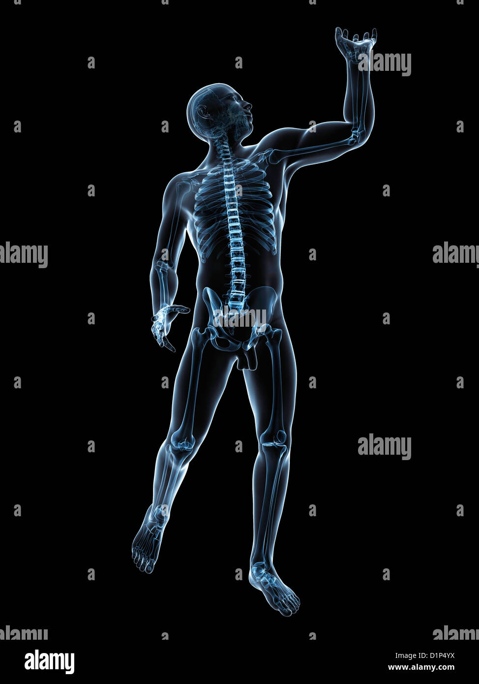Human male anatomy artwork hi-res stock photography and images - Alamy