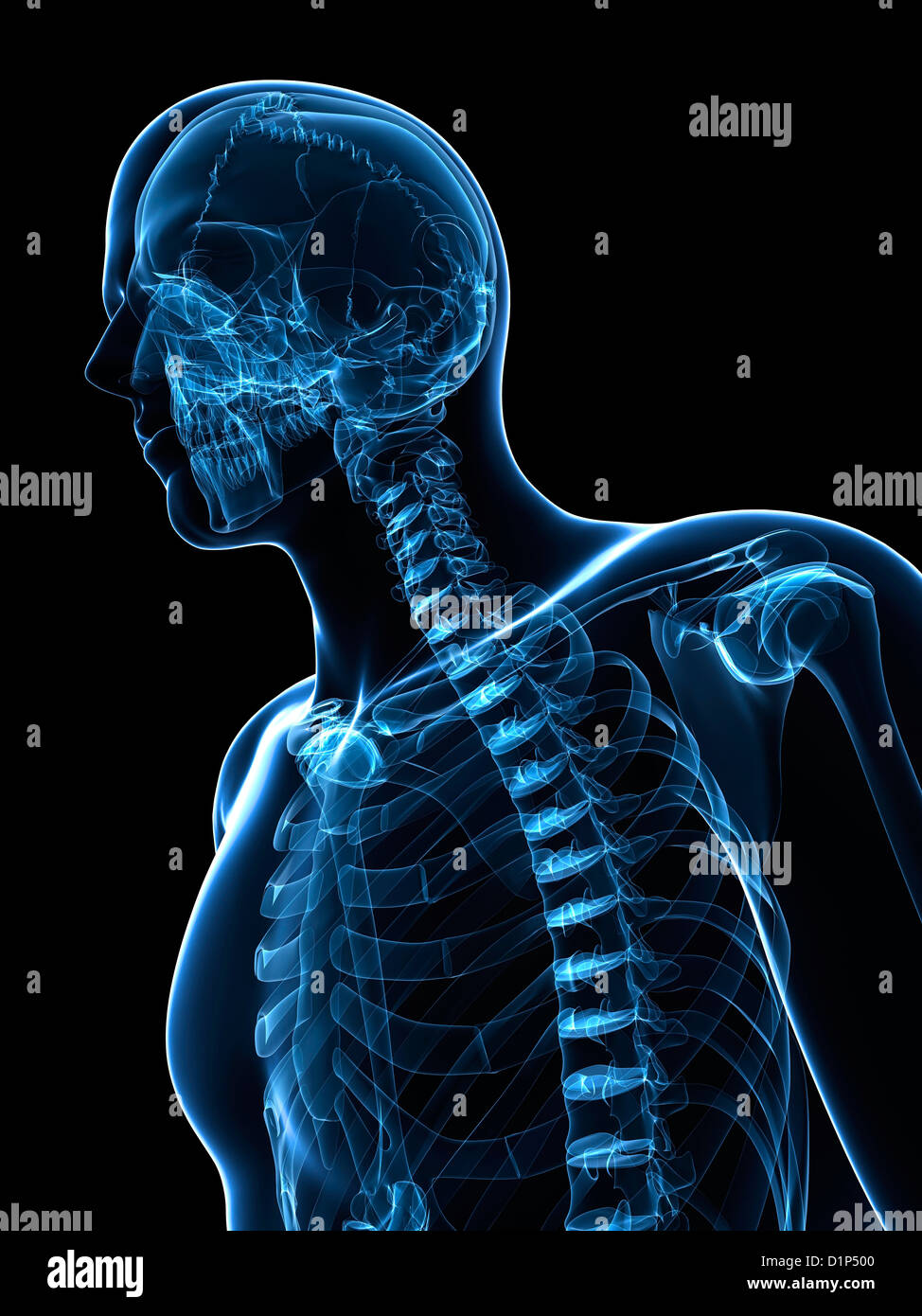 Male Anatomy Artwork Stock Photo Alamy