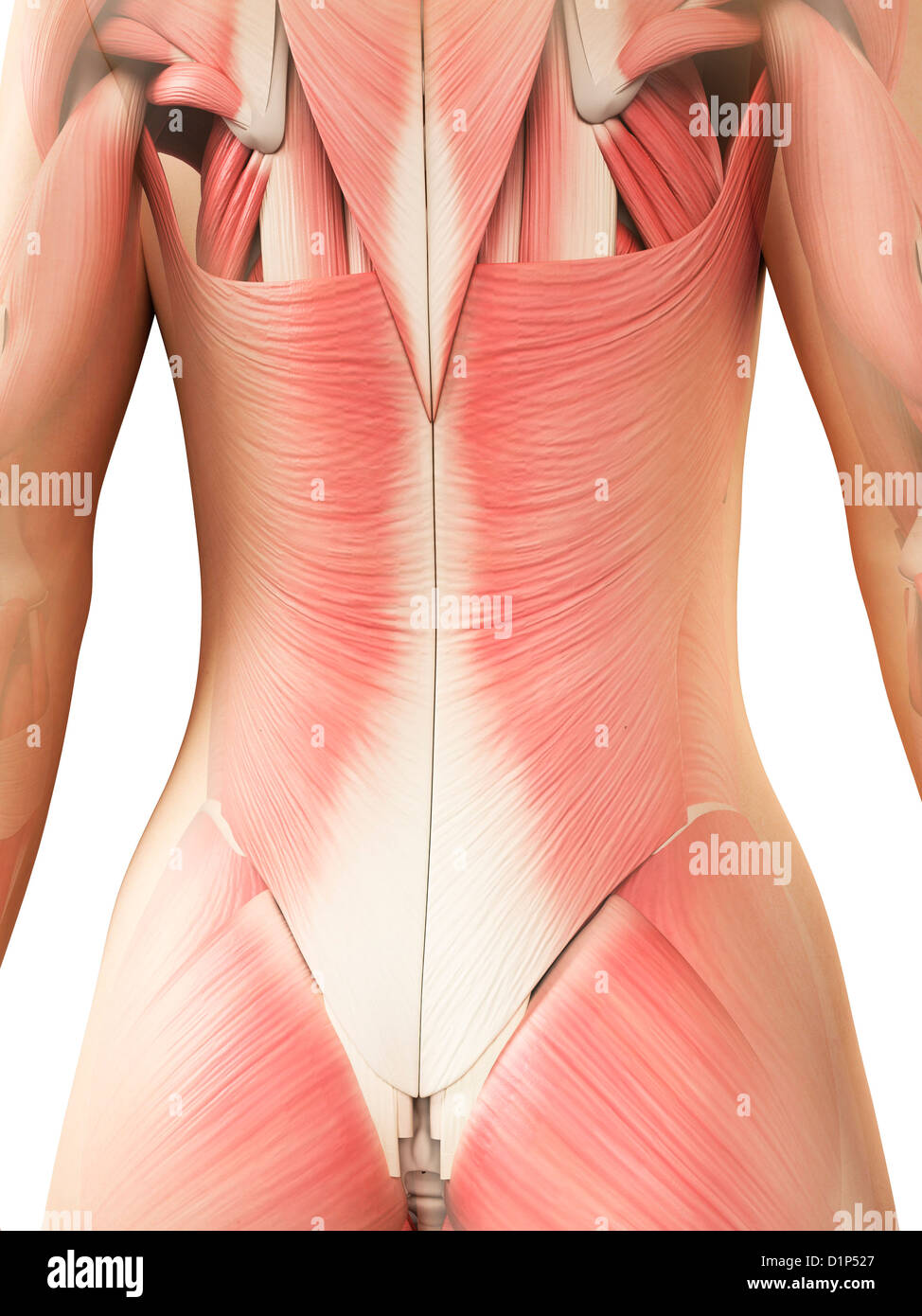 Female lumbar spine computer artwork hi-res stock photography and images -  Alamy