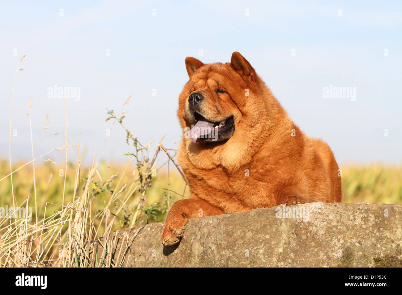 dog chow chow chow-chow adult red short hair lying on a rock Stock Photo