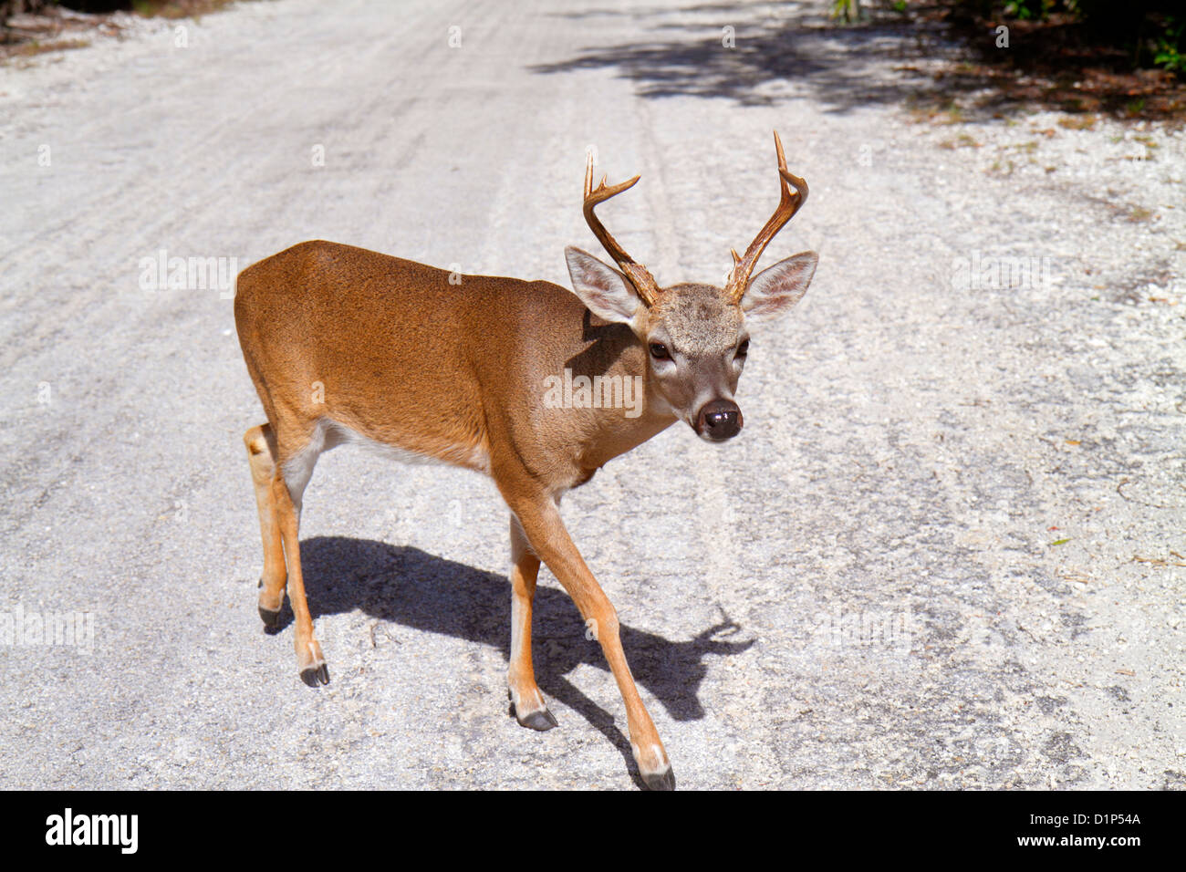 Florida Florida Keys,No Name Key,key deer,endangered,male,crossing