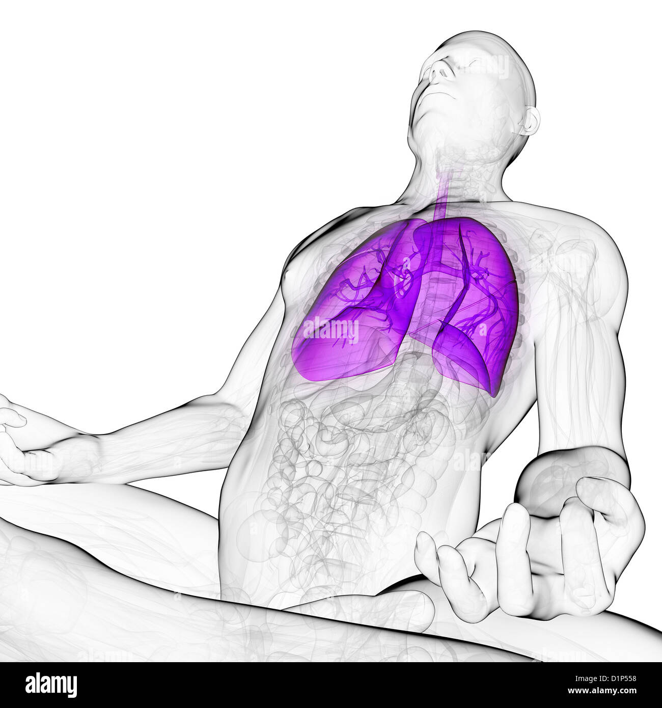 Healthy lungs, artwork Stock Photo Alamy