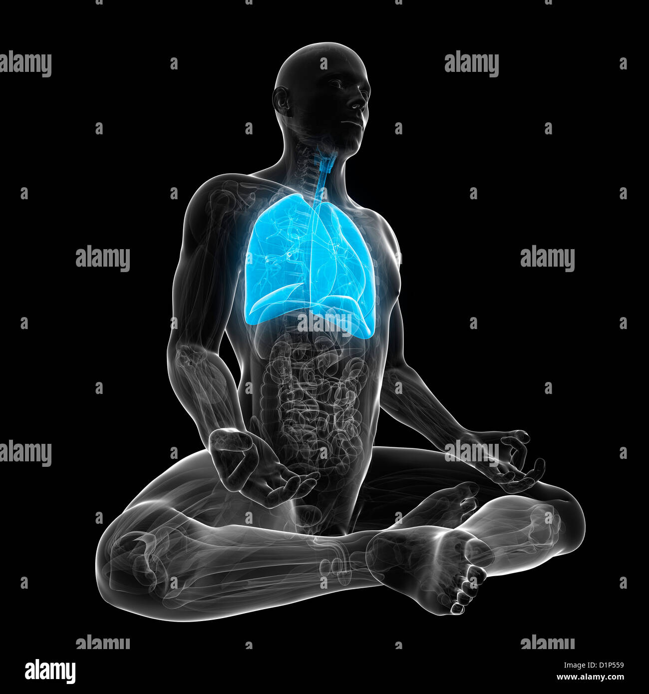 Healthy lungs, artwork Stock Photo Alamy