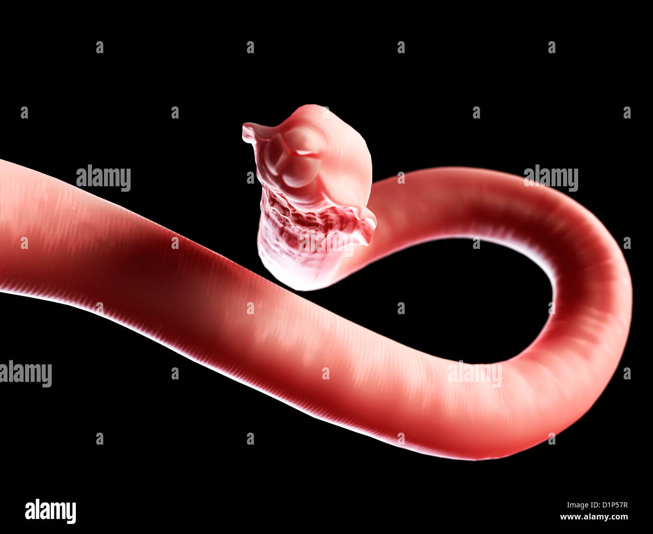 Roundworm Parasite High Resolution Stock Photography and Images - Alamy