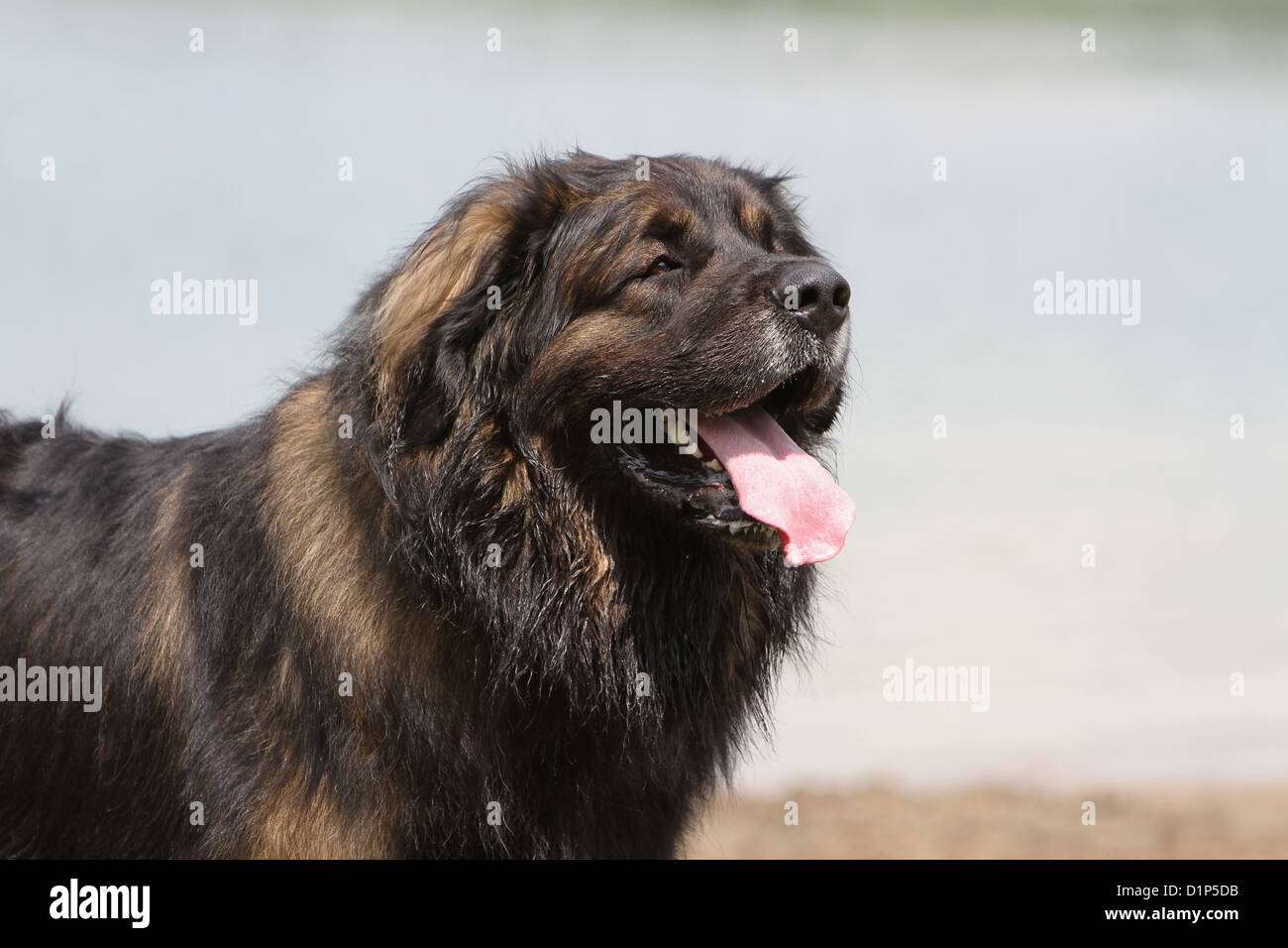 Dog Leonberger adult portrait Stock Photo