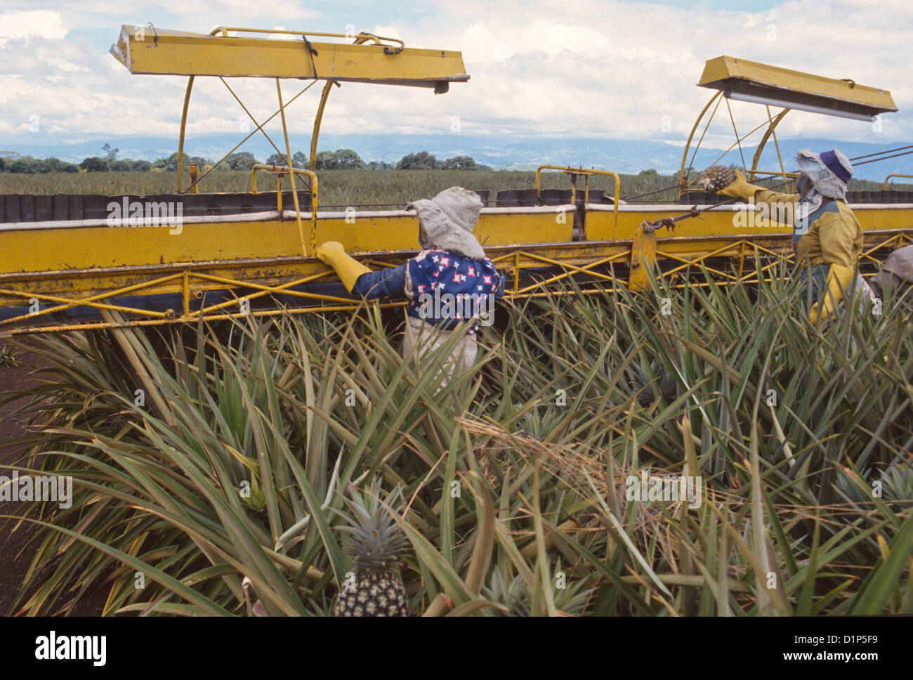 Agricultural workers at Del Monte pineapple plantation in Mindanao
