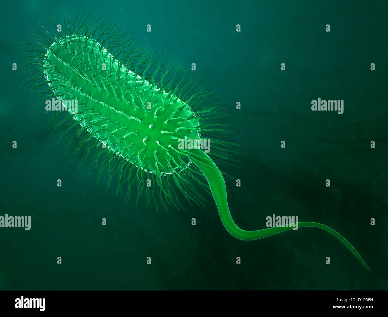 Bacterium, artwork Stock Photo