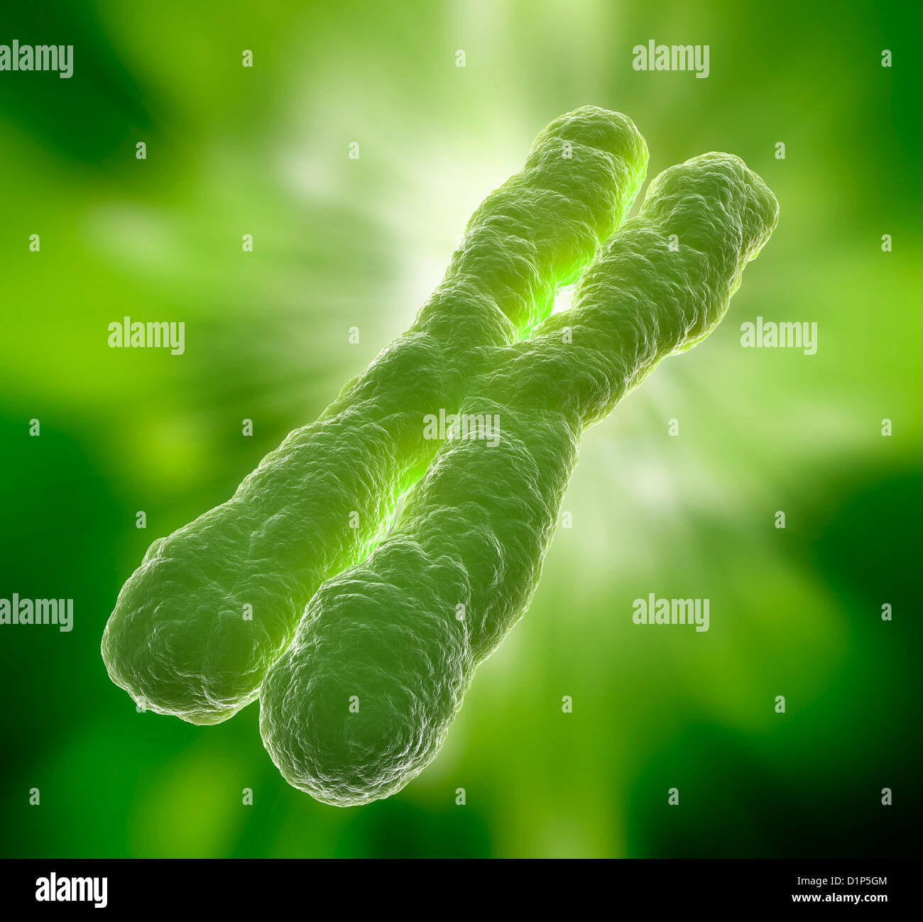 Chromosome, artwork Stock Photo